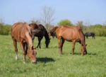 bigstock-Horses-Graze-In-The-Pasture-P-1841313492