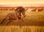 bigstock-Red-horse-galloping-jumps-in--84221984