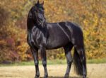 bigstock-black-horse-portrait-outside-w-110625740